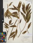 Foto von Salix fragilis L. x Salix triandra L.
